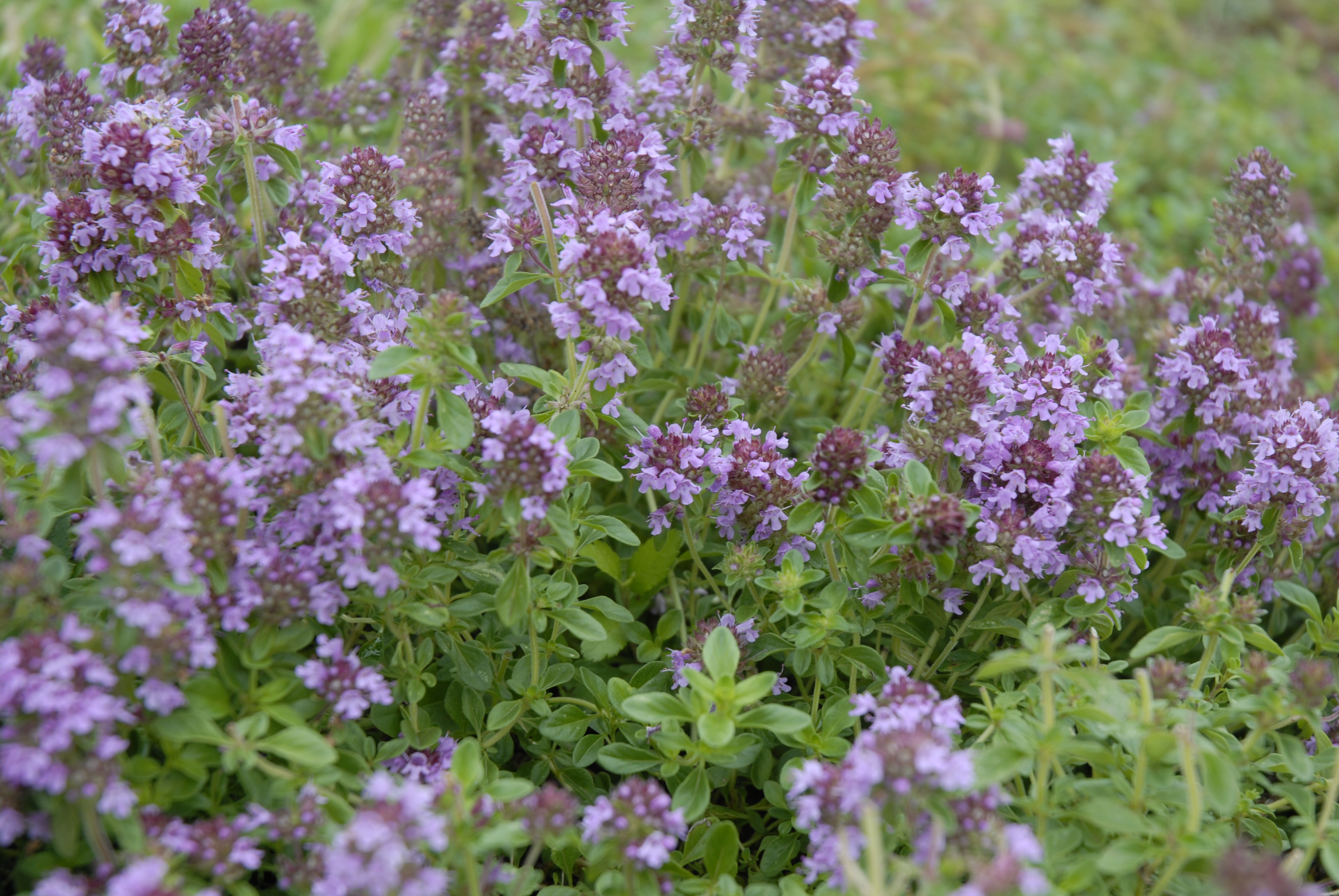 Reiter Creeping Thyme